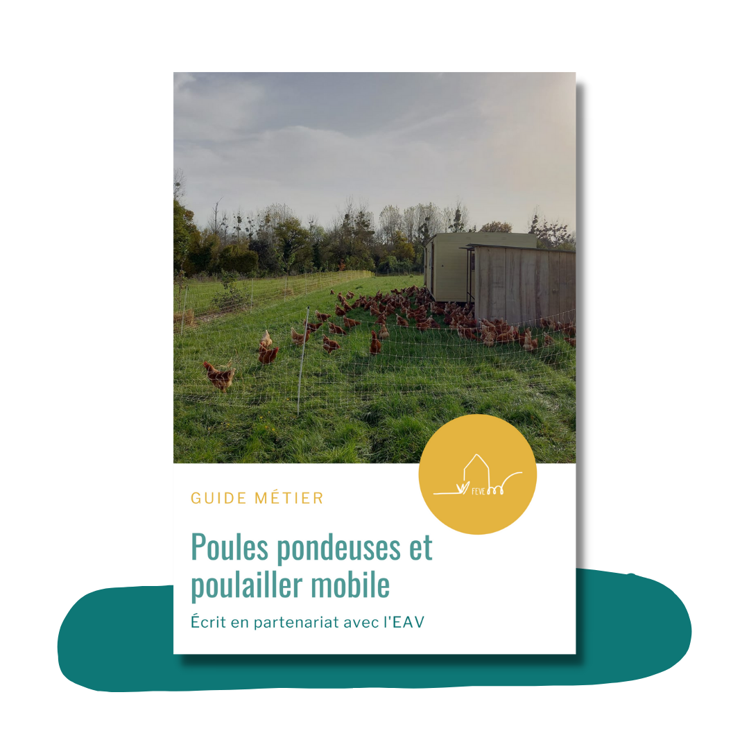 Visuel LP PoulesPondeuses (1)