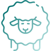 sheep (3)